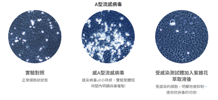 和聚紫錐花萃取物emunepower抑制A型流感病毒