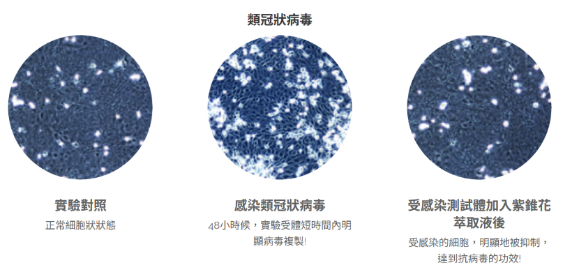 和聚紫錐花萃取物emunepower抑制類冠狀病毒