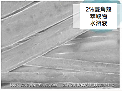 和聚菱角殼萃取物改善小鼠毛髮角質層健康狀態