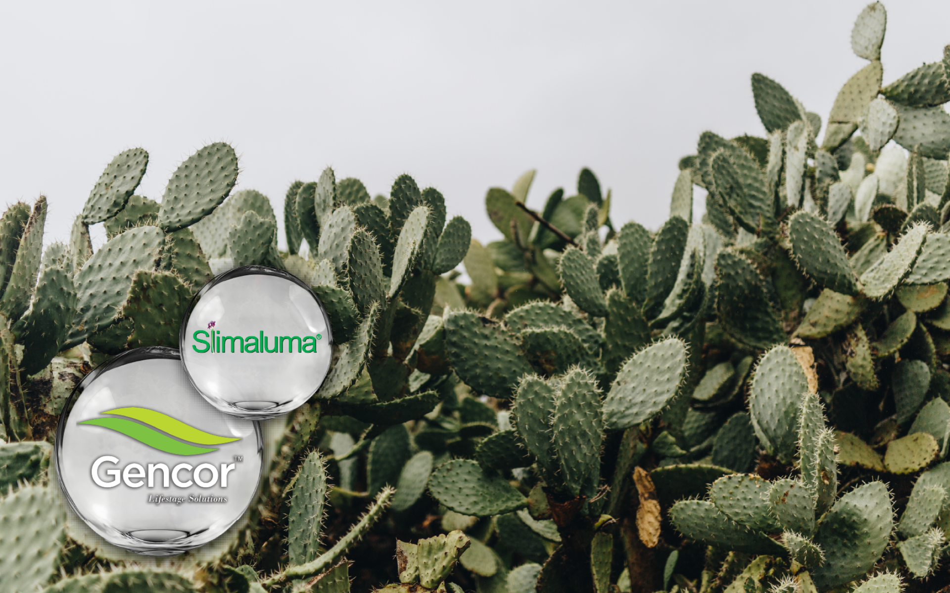 Gencor CALMaluma® – 印度仙人掌專利萃取，支持放鬆舒緩與滿足感平衡
